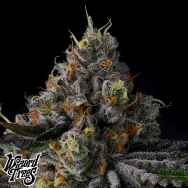 Wizard Trees Genetics Galactic Rainbow