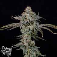 Wizard Trees Genetics Gas Gimlet