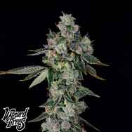 Wizard Trees Genetics L.I.I.T