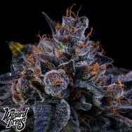 Wizard Trees Genetics Sherbzooka