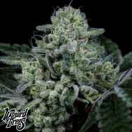 Wizard Trees Genetics Vice Runtz