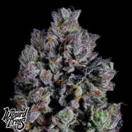 Wizard Trees Genetics Zangria S1