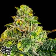 Wizard Trees Genetics Zangria Funk