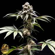 World Breeders Seeds Bubbaloo