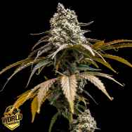 World Breeders Seeds Cherry Crush