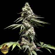 World Breeders Seeds Clementine Slush