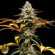 World Breeders Seeds Crunch