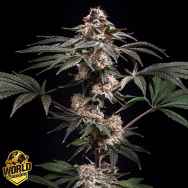 World Breeders Seeds Pilot