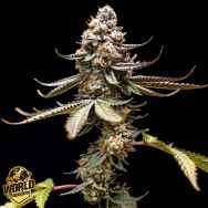 World Breeders Seeds Pink Truffle