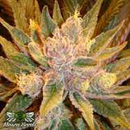 Mosca Seeds Diesel Moonshine