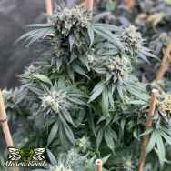 Mosca Seeds Midnight Special