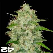 FastBuds Seeds Original Auto Chemdawg