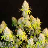 Mosca Seeds Indiana Bubblegum S1