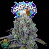 Perfect Tree Seeds Coco Milk S1 (COCO MILK LINE)