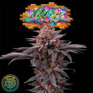 Perfect Tree Seeds Colorz (FROZAY LINE)