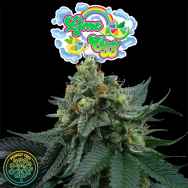 Perfect Tree Seeds Lime Ozz (PEACH OZZ LINE)