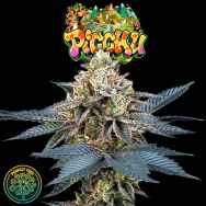 Perfect Tree Seeds Picchu (PEACH OZZ LINE)