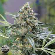 Semi di Cannabis dal THC alto - Dinafem Seeds