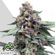 Auto Seeds Runtz