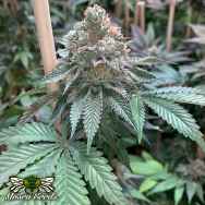 Mosca Seeds Alien Blackout