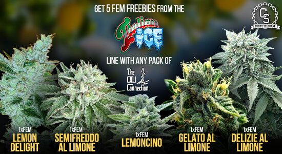 The Cali Connection Promotion at The Choice Seed Bank