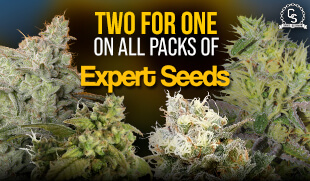 Expert Seeds Promotion at The Choice Seed Bank