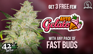 FastBuds Promotion at The Choice Seed Bank