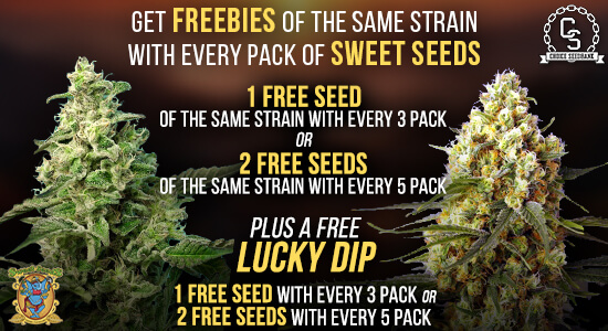 Sweet Seeds Promotion at The Choice Seed Bank