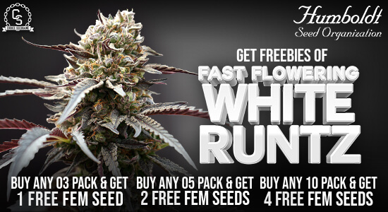 Chocolate Mint OG - Buy californian cannabis seeds - Humboldt Seeds UK